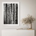 Plakat w ramie 30x40 - Kontrast Monochromatyczny - brzozy, czarno - rama biała