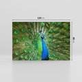 Obraz na płótnie 120x80 - Wspaniałość pawich piór - paw, pióra