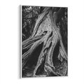 Obraz w ramie 80x120 - Siła Natury - czarno biała fotografia, korzenie wielkiego drzewa - rama biała