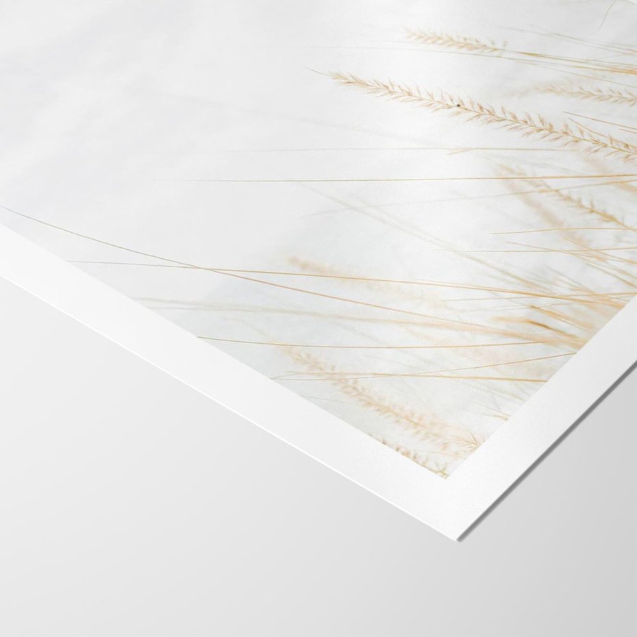 Plakat bez ramy 50x70 - Jasna Delikatność: Fotografia Suchych Traw - suche trawy, jasna fotografia