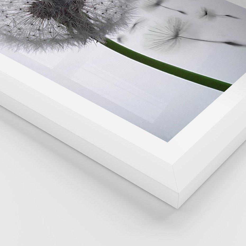 Plakat w ramie 50x70 - Lekkość Przemijania - dmuchawiec, makro - rama biała