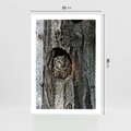 Plakat bez ramy 21x30 - Tajemniczy W świecie Nocy - sowa, dziupla