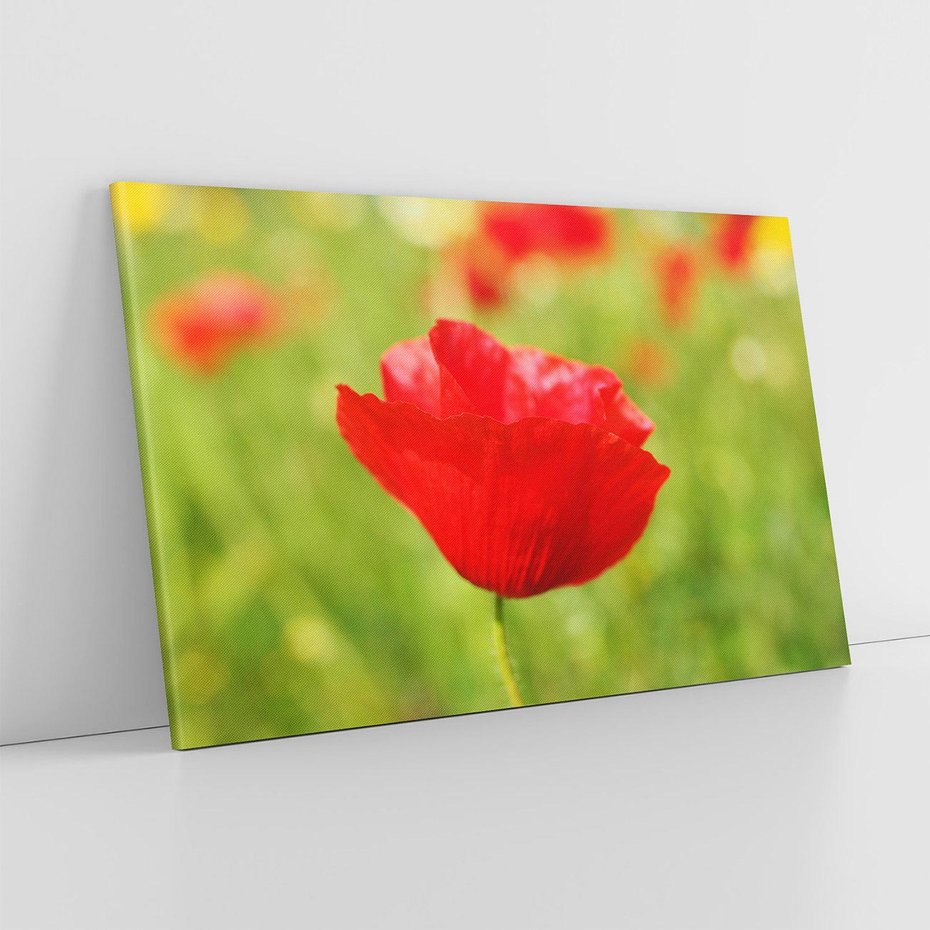 Obraz na płótnie 70x50 - Magia maku na łące - mak, łąka