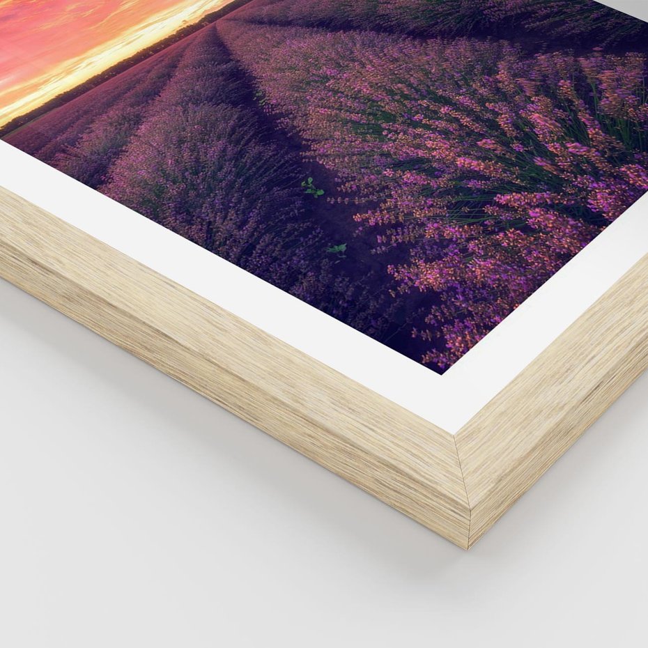 Plakat w ramie 40x50 - Różowe Niebo nad Polami - pola lawendy, zachód słońca - rama drewno