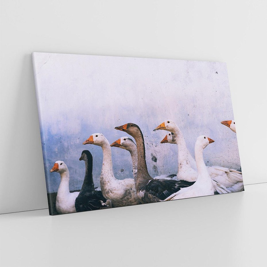 Obraz na płótnie 120x80 - Spotkanie Wśród Piór - uchwycony moment, fotografia