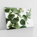 Obraz na płótnie 100x70 - Zielone eukaliptusy - eukaliptus, liście