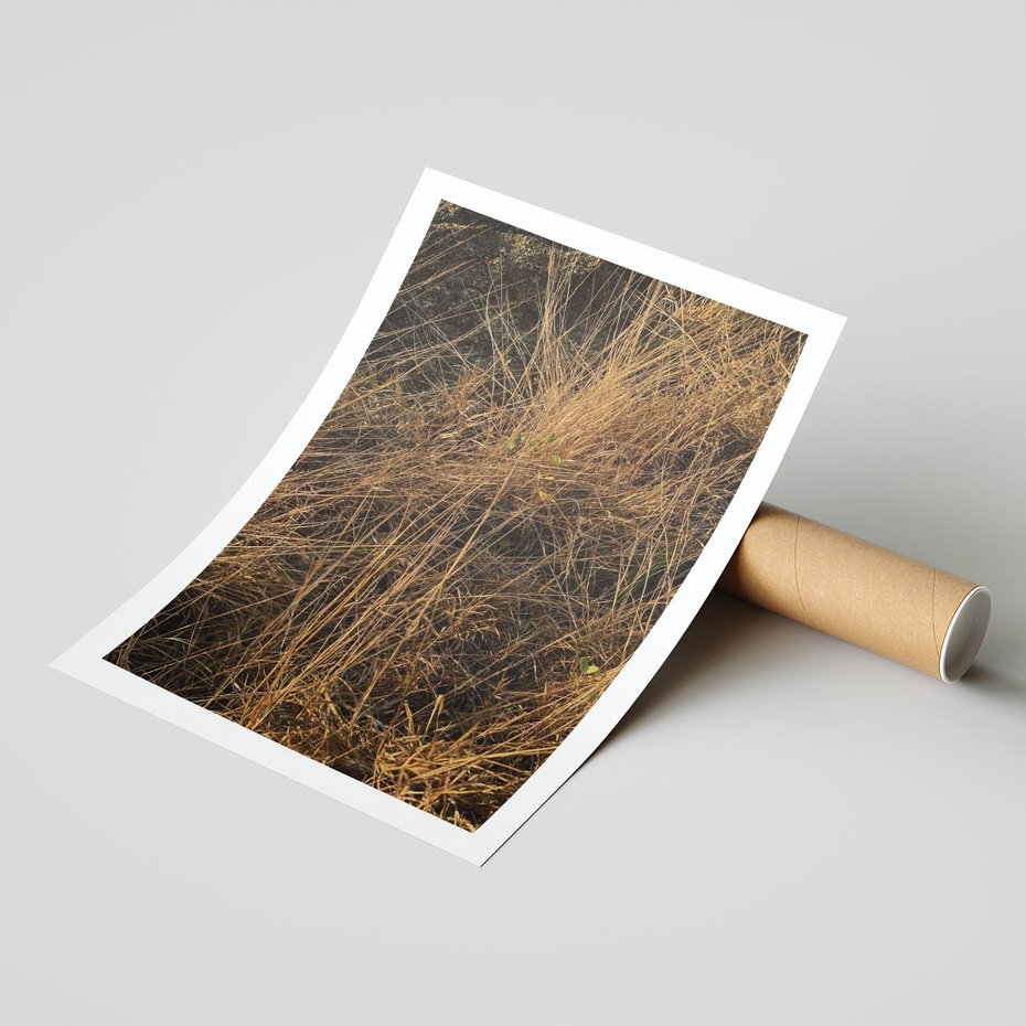 Plakat bez ramy 21x30 - Szlachetna Suchość Traw - trawy, suche trawy