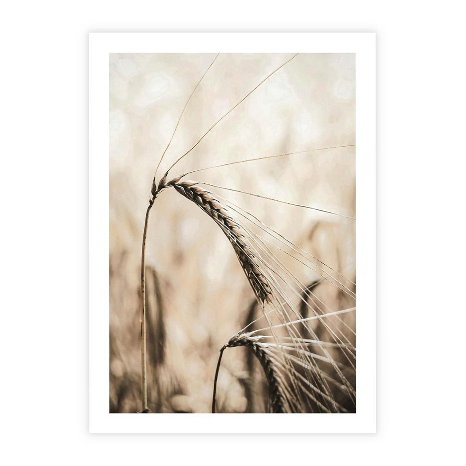 Plakat bez ramy 30x40 - Źdźbło Pszenicy: Blisko Natury - źdźbło pszenicy, pszenica