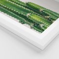 Plakat w ramie 40x50 - Minimalistyczne Kaktusy na Białym Tle - kaktusy, minimalistyczna fotografia - rama biała