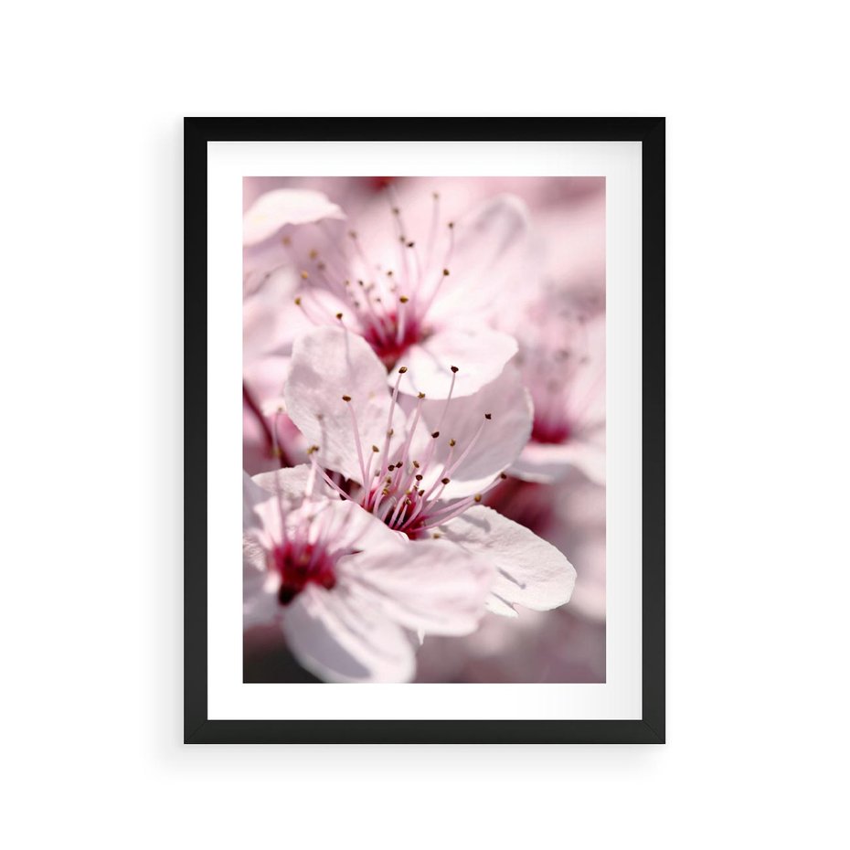 Plakat w ramie 30x40 - Kwitnąca Wiśnia - kwiaty, kwitnąca - rama czarna