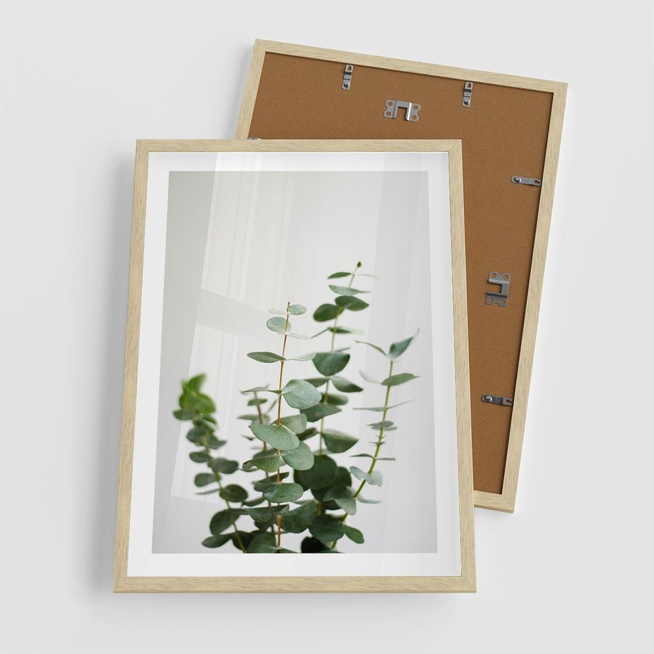 Plakat w ramie 50x70 - Żywa eukaliptusowa zieleń - eukaliptus, zielone - rama drewno