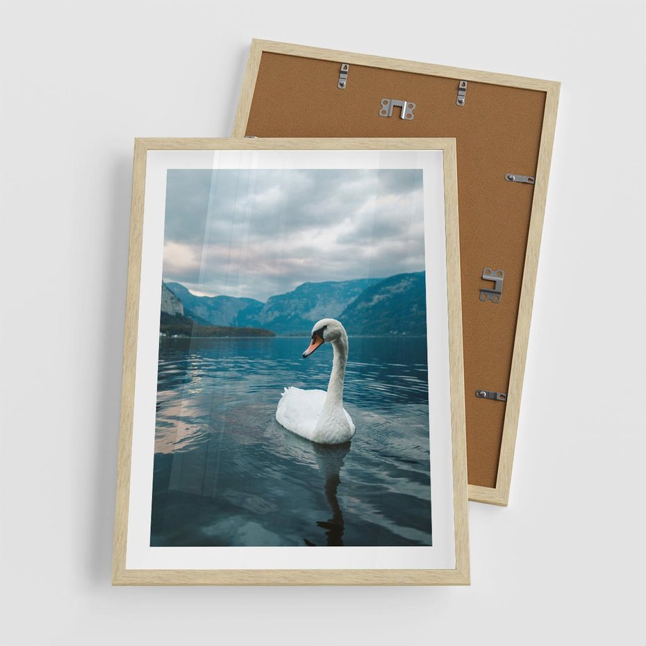 Plakat w ramie 50x70 - Łabędzi Śpiew - fotografia, plakat - rama drewno