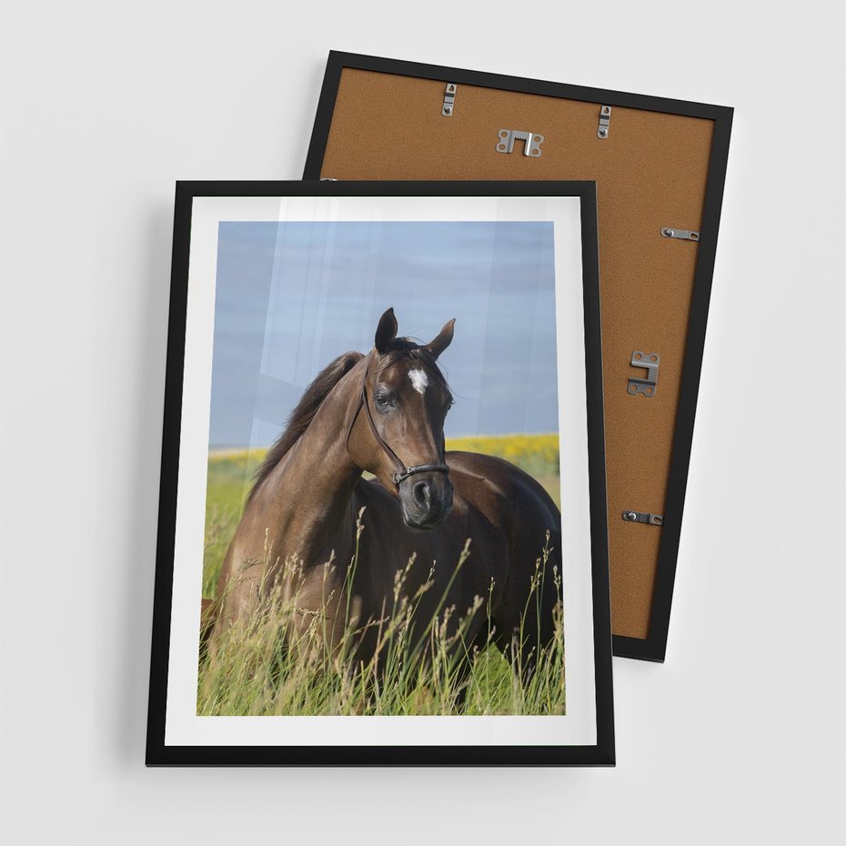 Plakat w ramie 50x70 - Siła i piękno natury - koń, łąka - rama czarna