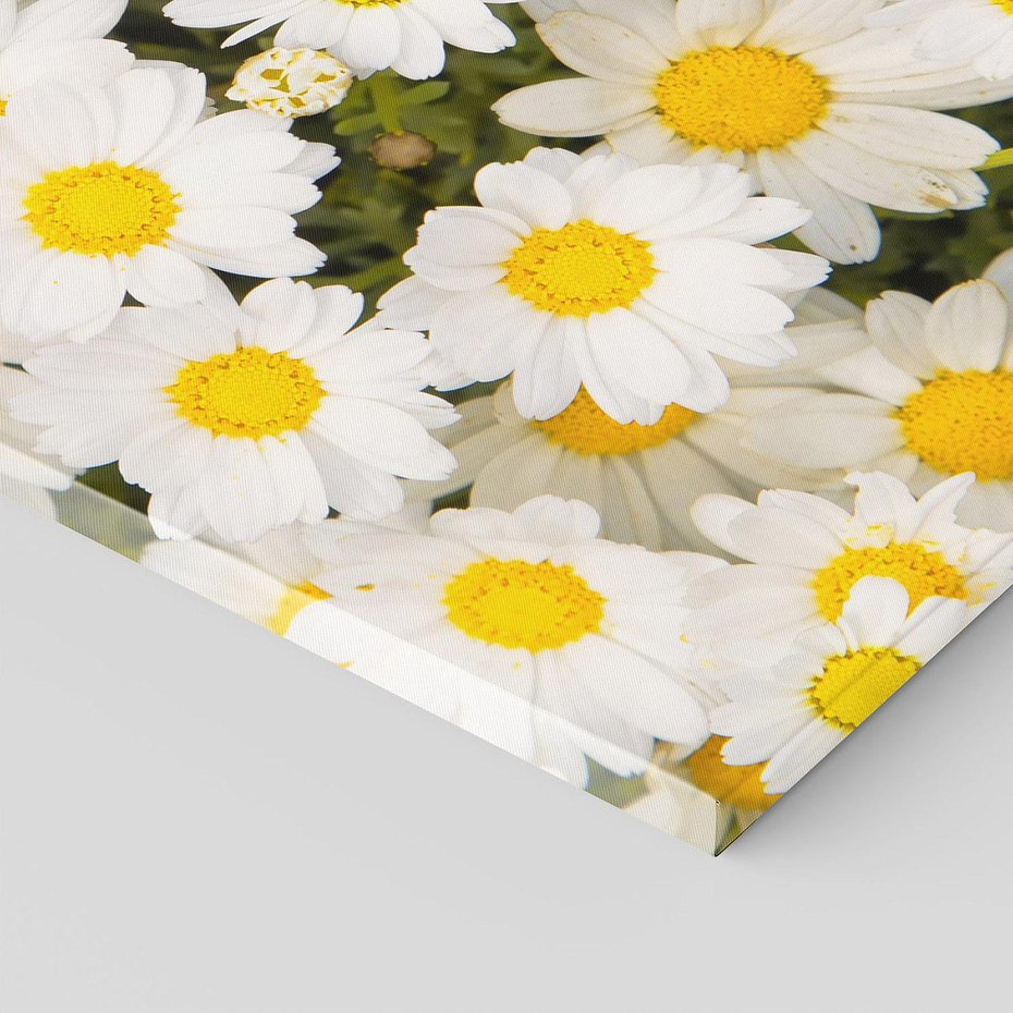 Obraz na płótnie 50x70 - Delikatność Kwiatowej Przyrody - stokrotki, kwiaty