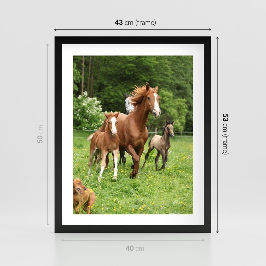 Plakat w ramie 40x50 - Galopujące konie - konie, galop - rama czarna