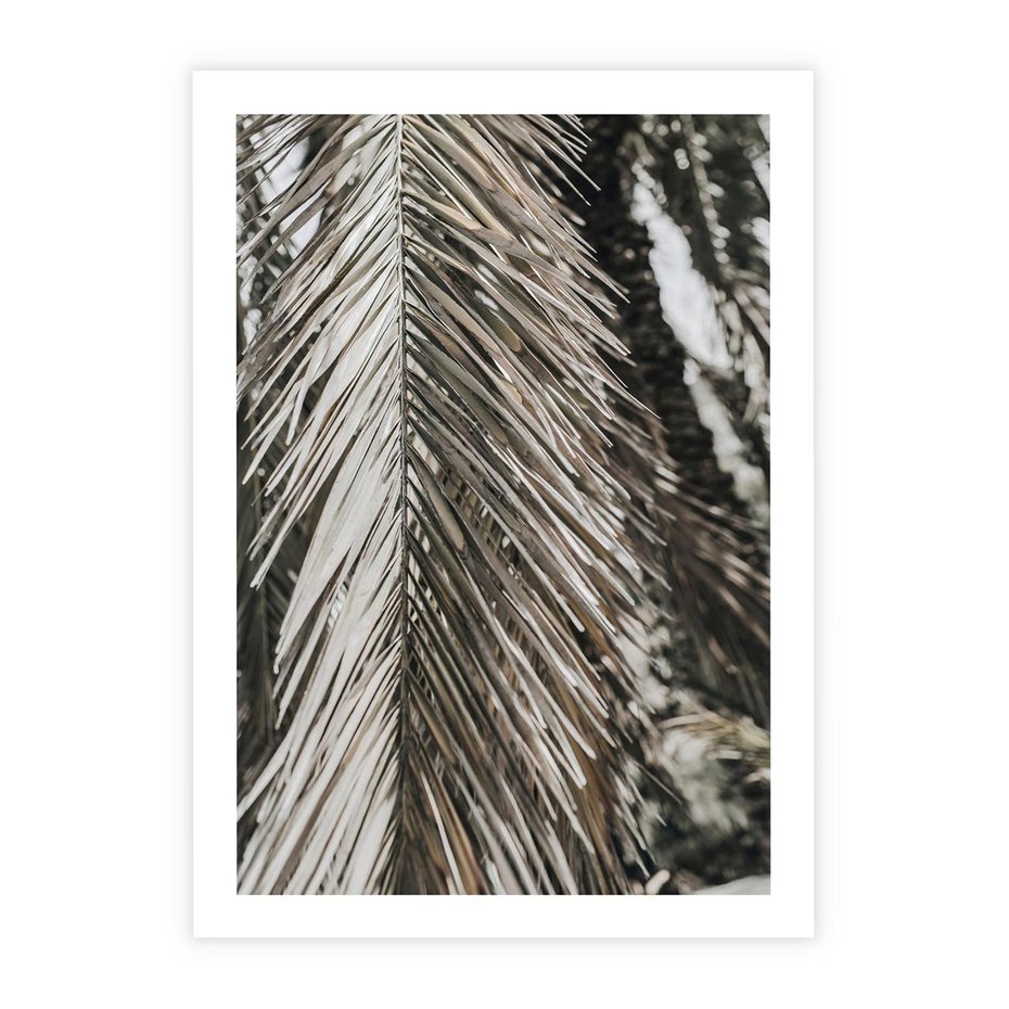 Plakat bez ramy 50x70 - Egzotyczne Gałęzie - suche gałęzie, liście palmy