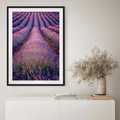 Plakat bez ramy 21x30 - Pole Lawendy w Pełnej Krasie - pole lawendy, kompozycja