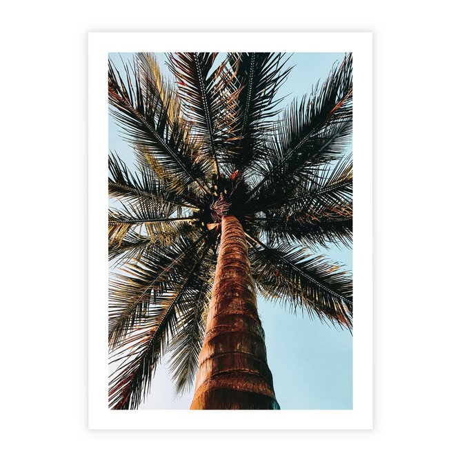 Plakat bez ramy 21x30 - Rajskie Inspiracje: Palma na Niebie - palma, na tle nieba