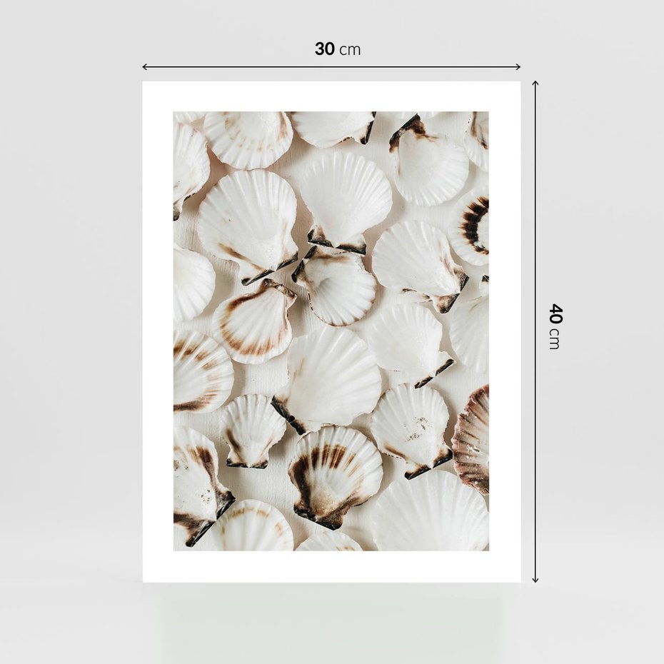 Plakat bez ramy 30x40 - Białe Muszle - białe muszle, ujęcie z góry