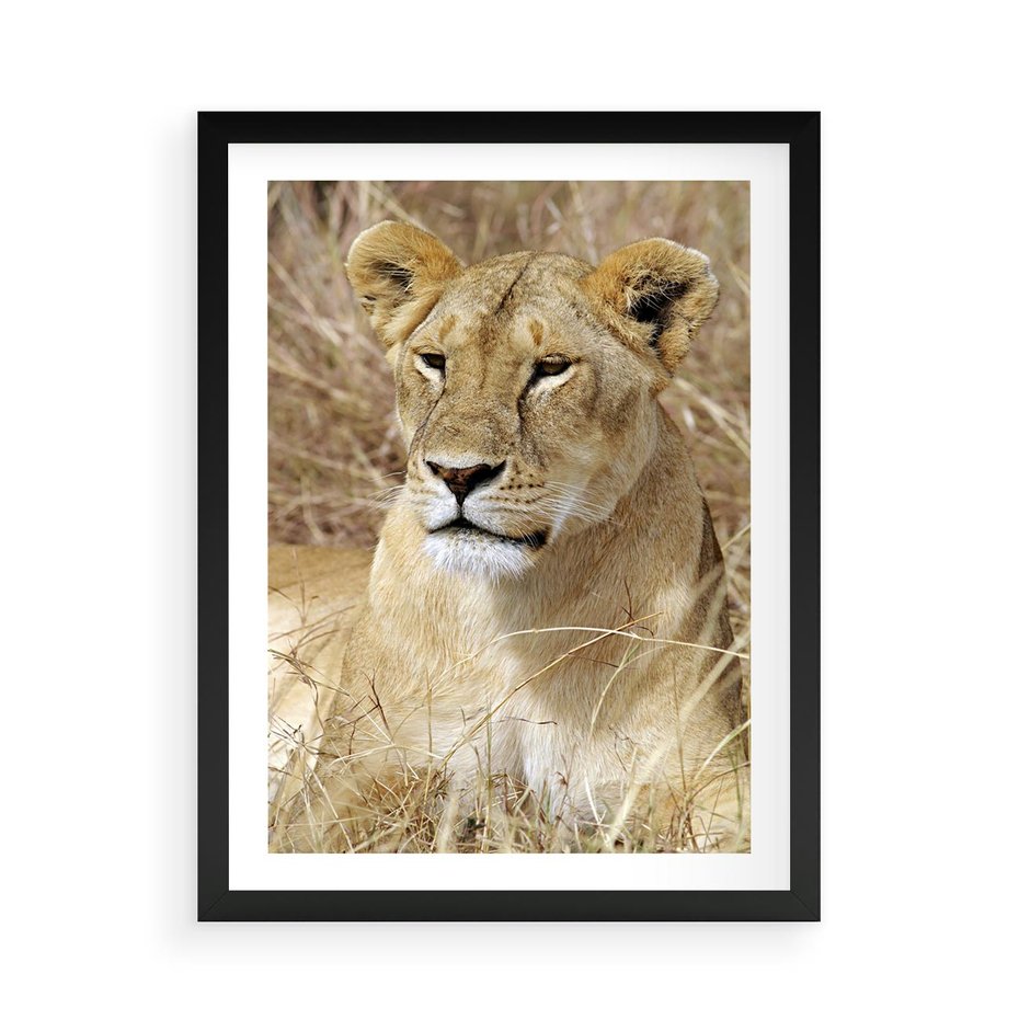 Plakat w ramie 50x70 - Potęga lwów w Afryce - lew, lwica - rama czarna