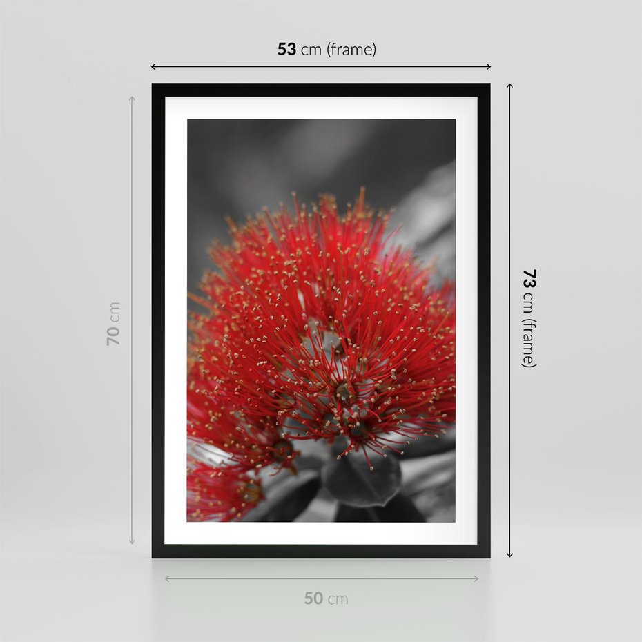 Plakat w ramie 50x70 - Ukwiał na rafie koralowej - ukwiał, rafa - rama czarna