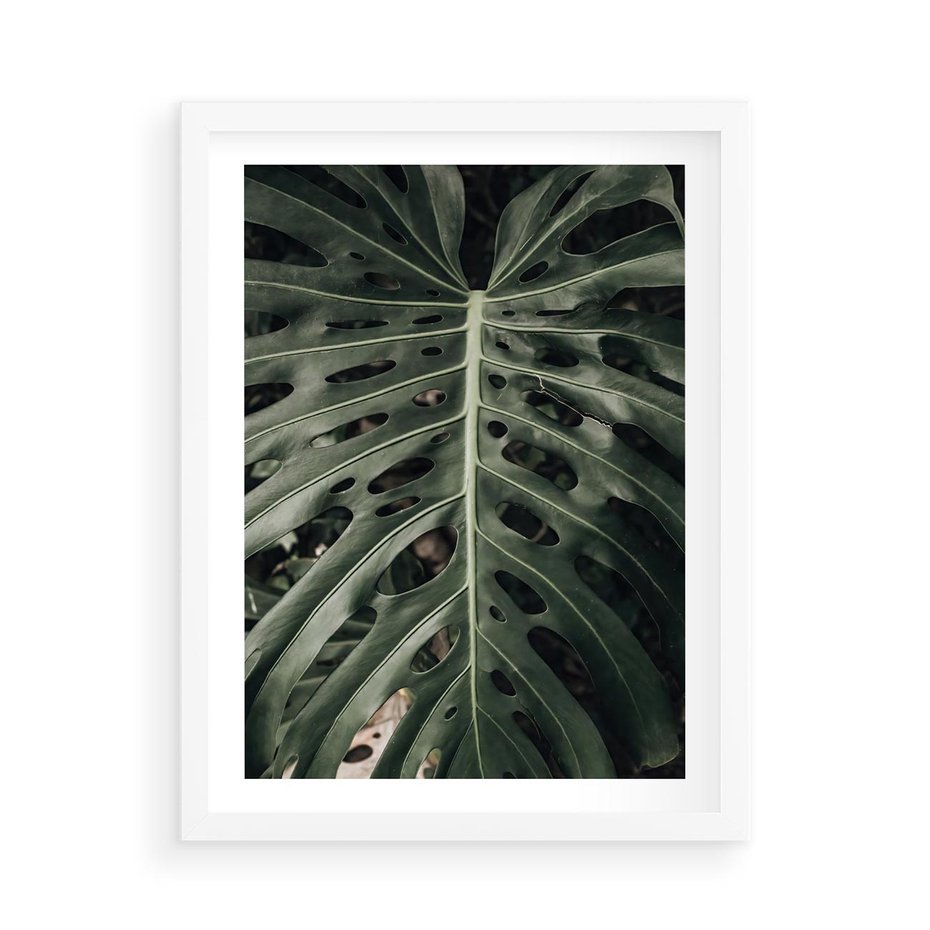 Plakat w ramie 50x70 - Majestatyczny Liść Monstery - liść monstery, majestatyczny liść - rama biała