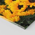 Obraz na płótnie 120x80 - promień słoneczny w kwiatowym świecie - słoneczniki, kwiat