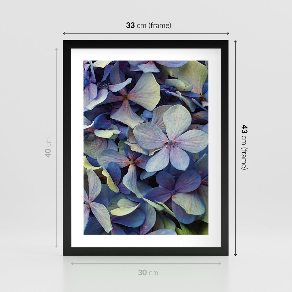 Plakat w ramie 30x40 - Hortensja - delikatność kwiatów - hortensja, kwiaty - rama czarna