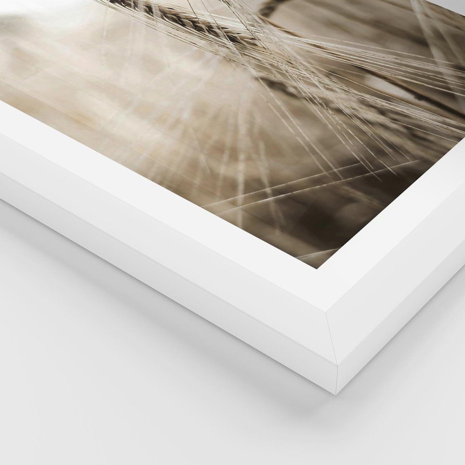 Plakat w ramie 30x40 - Kłosy Pszenicy w Sepii - zboże, kłos pszenicy - rama biała
