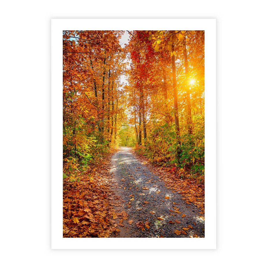 Plakat bez ramy 30x40 - Kolorowe drzewa na ścieżce jesieni - las, jesień