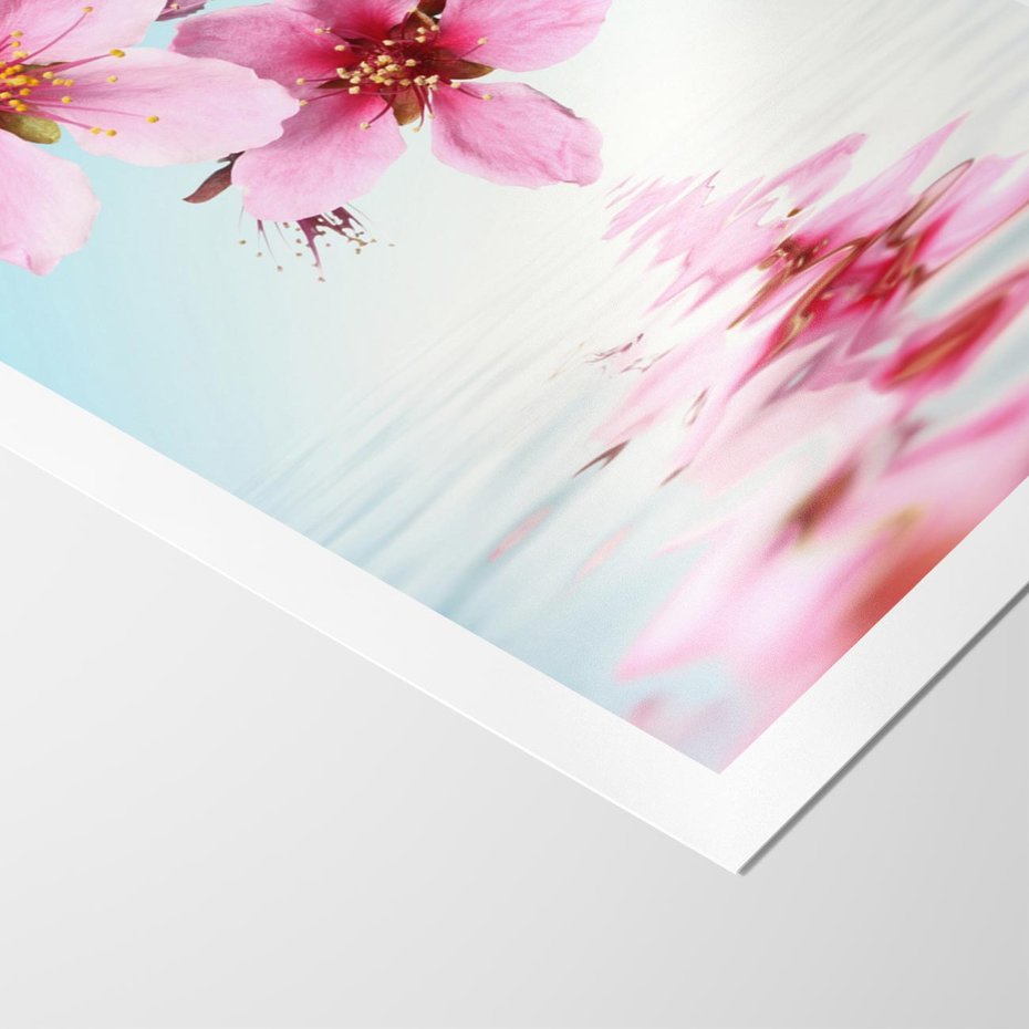 Plakat bez ramy 50x70 - Magia kwitnącej wiśni - kwitnąca, wiśnia