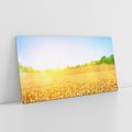 Obraz na płótnie 140x70 - Żyzne Pola - pole, pszenicy