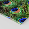 Obraz na płótnie 100x70 - Pawi Ogon - Piękno i Wspaniałość - paw, pióra