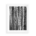 Plakat w ramie 50x70 - Kontrast Monochromatyczny - brzozy, czarno - rama biała