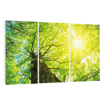 Obraz na płótnie 120x80 - Drzewo pod Słońcem: Łączność z Naturą - drzewo, słońce