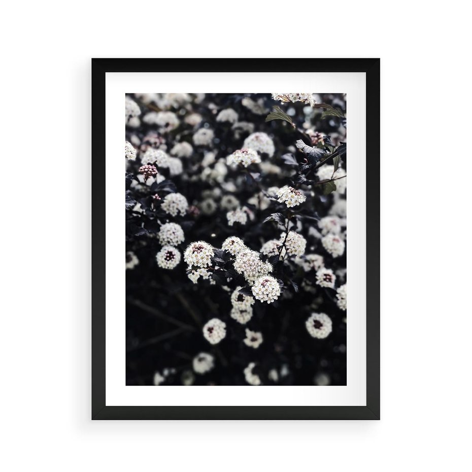 Plakat w ramie 40x50 - Białe Kwiaty na Kwitnącym Krzewie - białe kwiaty, kwitnący krzew - rama czarna