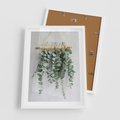 Plakat w ramie 50x70 - Uwodzicielska zieleń eukaliptusa - eukaliptus, zielone - rama biała