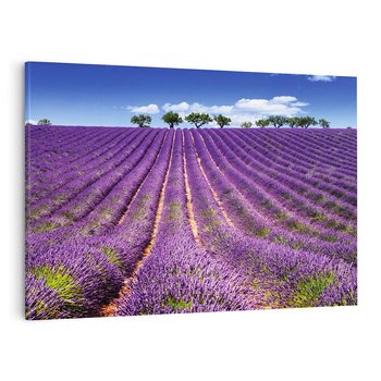 Obraz na płótnie 70x50 - pola wonnych kwiatów - lawenda, kwiaty