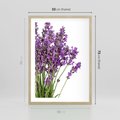 Plakat w ramie 50x70 - Pola lawendy w pełnym rozkwicie - lawenda, kwiaty - rama drewno