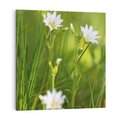 Obraz na płótnie 70x70 - Kolorowa łąka - stokrotki, łąka