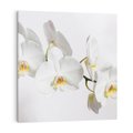 Obraz na płótnie 60x60 - Orchidea Kwiat - orchidea, kwiat