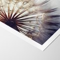 Plakat bez ramy 30x40 - Makro piękno dmuchawca - makro, dmuchawiec