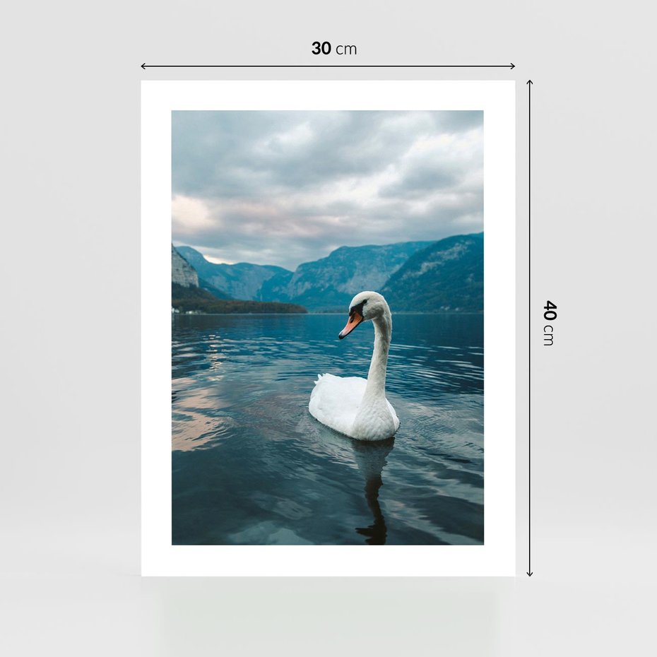 Plakat bez ramy 30x40 - Łabędzi Śpiew - fotografia, plakat