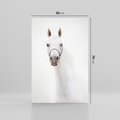 Obraz na płótnie 50x70 - Elegancja białego konia - biały, koń