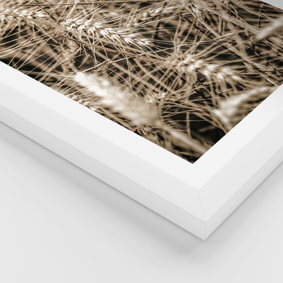 Plakat w ramie 30x40 - Zbliżenie na Kłosy Zboża - zboża, kłosy zboża - rama biała
