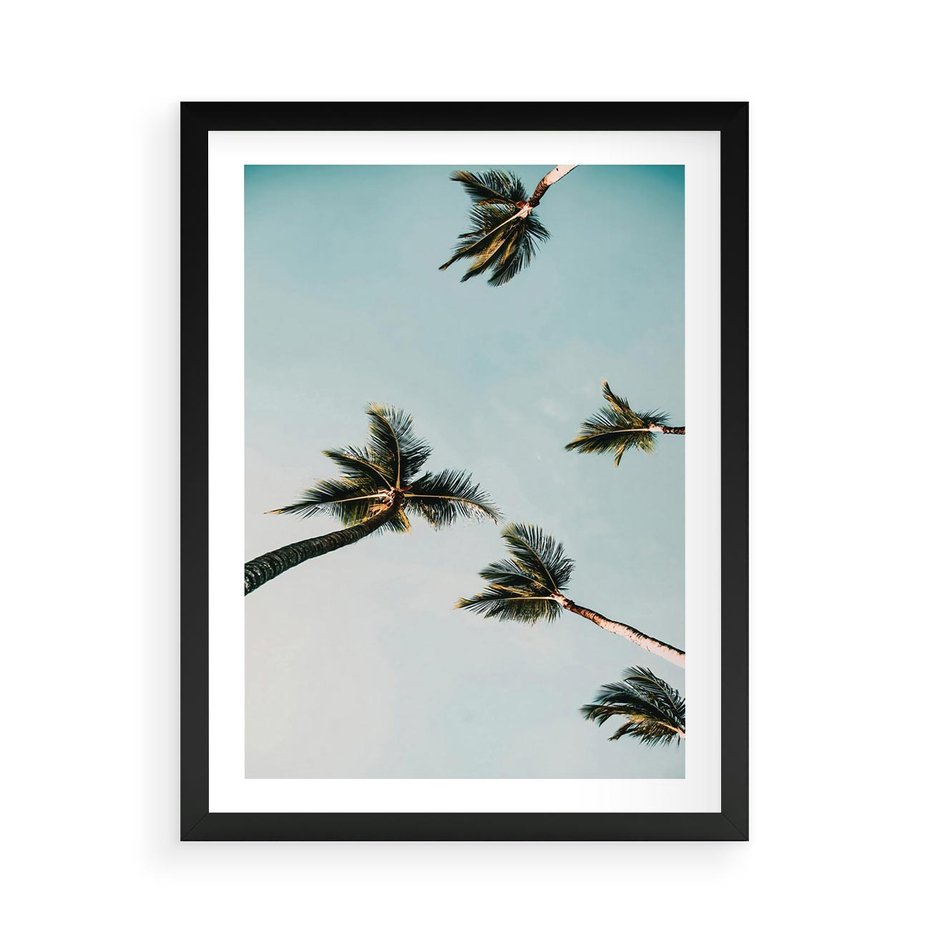 Plakat w ramie 50x70 - Palmy i Niebo - palmy, ujęcie z dołu - rama czarna