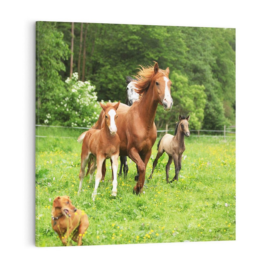Obraz na płótnie 70x70 - Galopujące konie - konie, galop