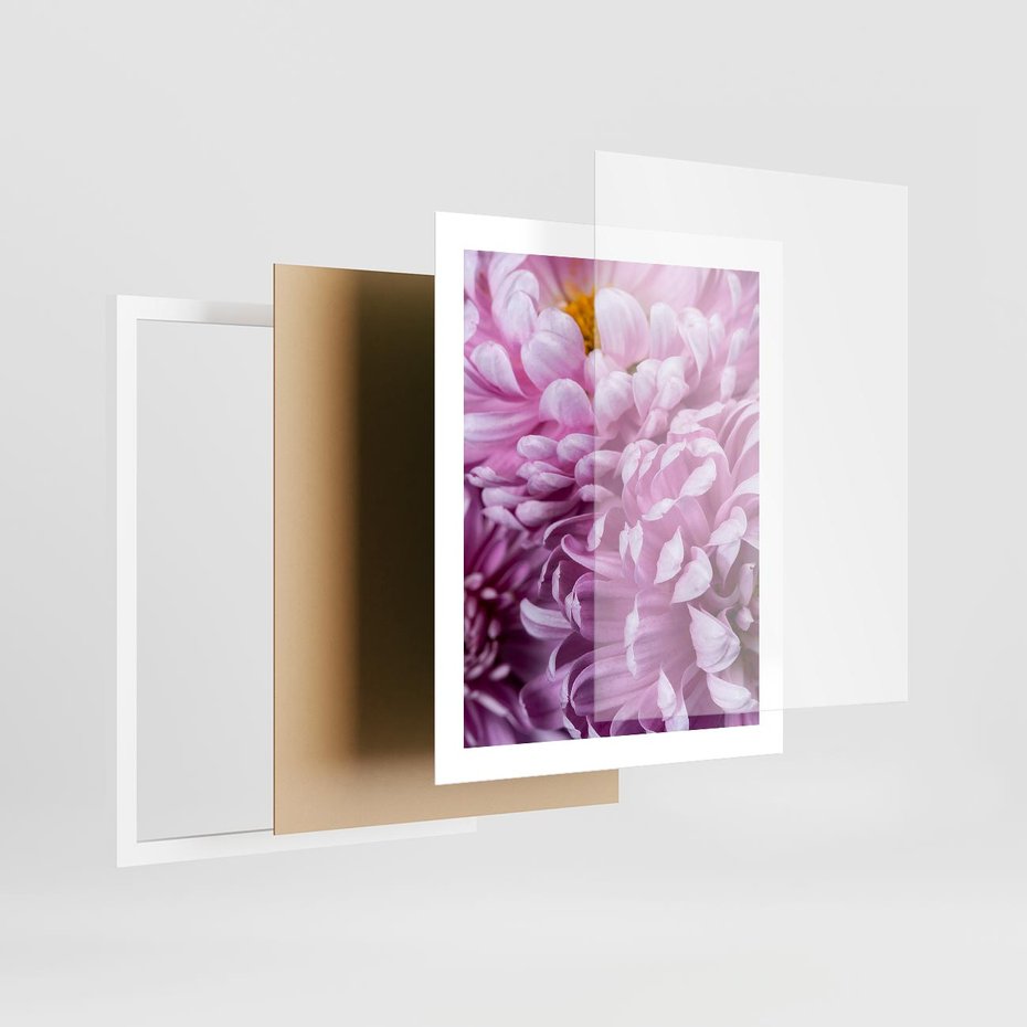 Plakat w ramie 40x50 - Fioletowy zawrót głowy - kwiat, różowy kwiat - rama biała