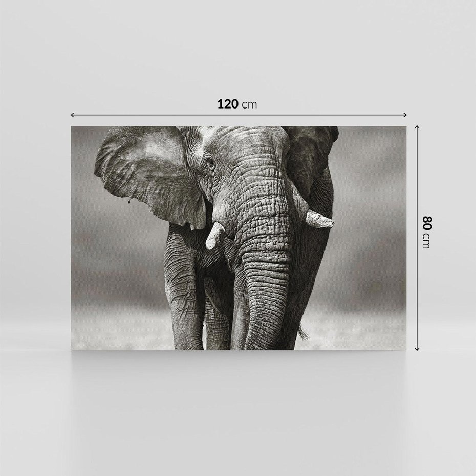 Obraz na płótnie 120x80 - Majestatyczny słoń Afryki - słoń, Afryka