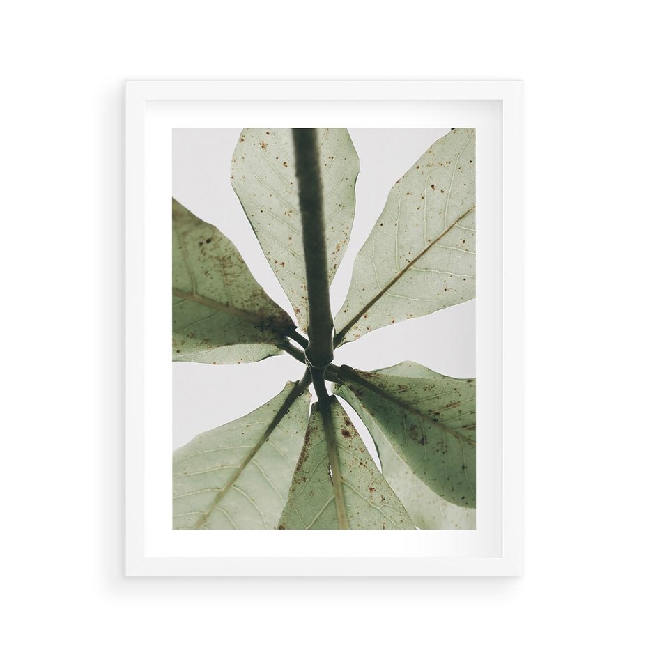 Plakat w ramie 40x50 - Jasna Zieleń w Makro - makro zdjęcie liści, jasna zieleń - rama biała